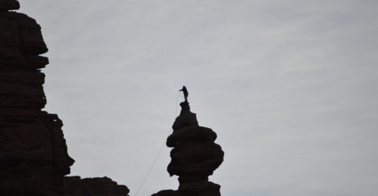 A rock climber on the top of Ancient Art outside of Moab Utah