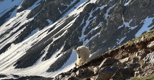 A mountain goat on the Grays and Torreys hike in Colorado